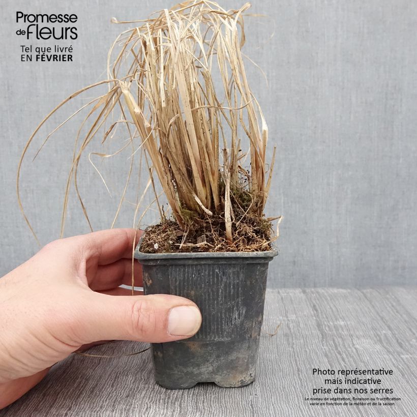 Exemplar von Lampenputzergras Lepage Gold - Pennisetum alopecuroïdes Kleine Töpfe von 8/9 cm wie im Winter geliefert