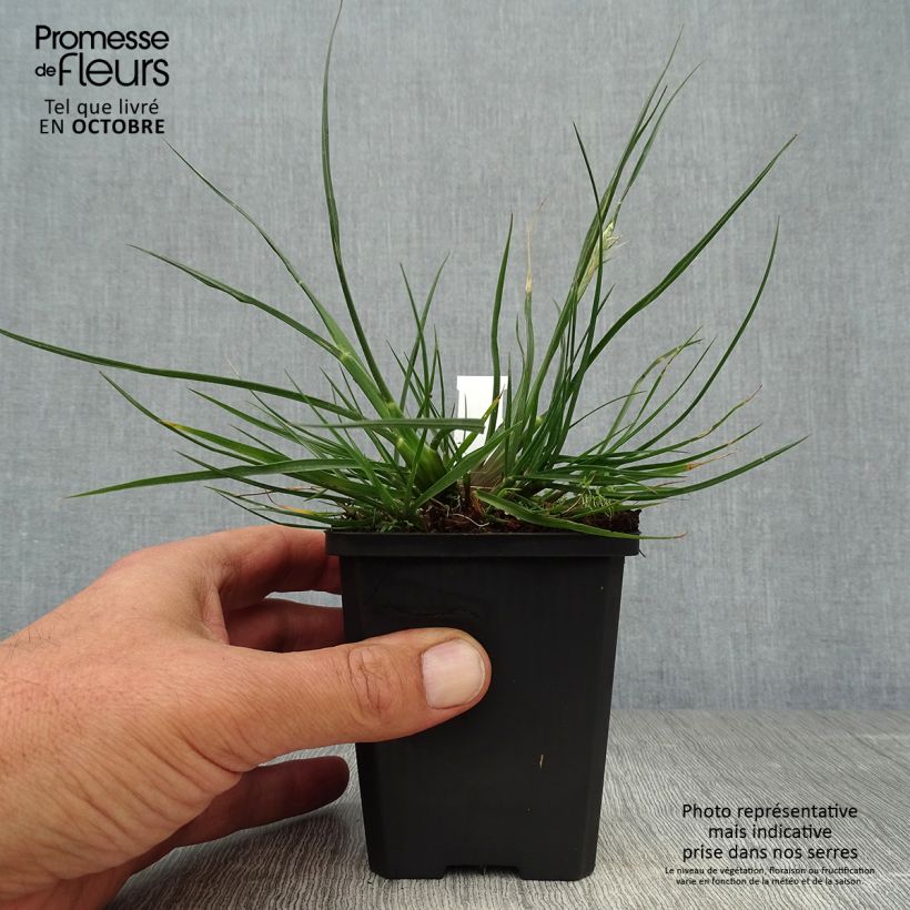 Exemplar von Zwerg-Federborstengras Little Bunny - Pennisetum alopecuroïdes Kleine Töpfe von 8/9 cm wie im Herbst geliefert