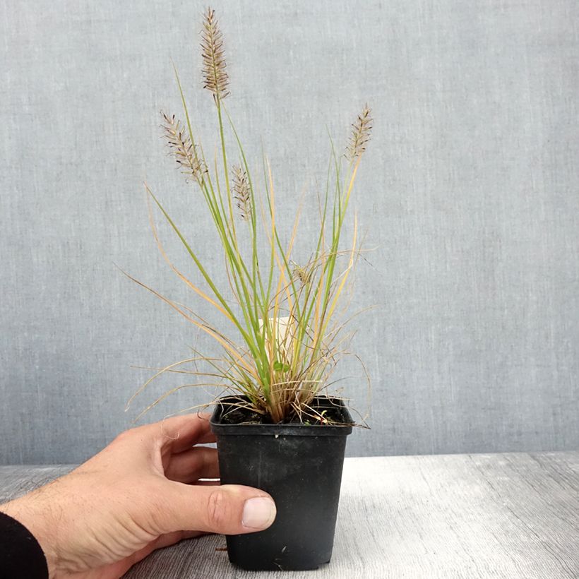 Exemplar von Lampenputzergras Lumen Gold - Pennisetum alopecuroides Kleine Töpfe von 8/9 cm wie im Herbst geliefert