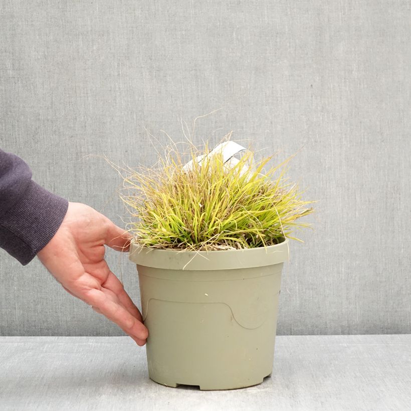 Exemplar von Lampenputzergras Lumen Gold - Pennisetum alopecuroides Topf mit 3L/4L wie im Frühjahr geliefert