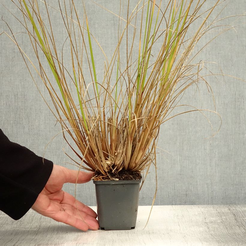Exemplar von Lampenputzergras Magic - Pennisetum alopecuroïdes Kleine Töpfe von 8/9 cm wie im Herbst geliefert