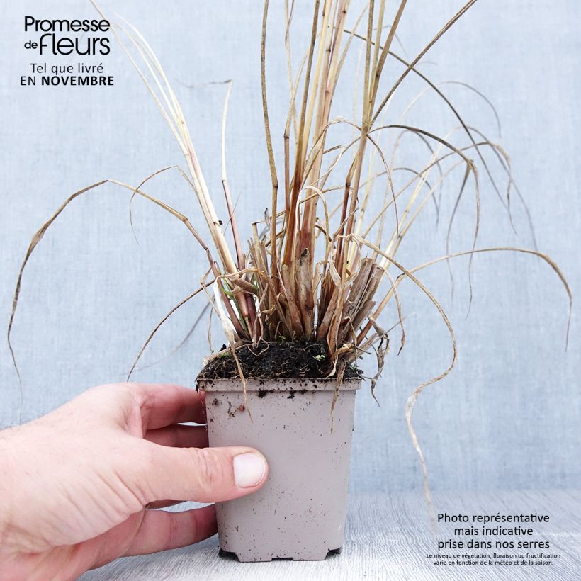 Exemplar von Lampenputzergras National Arboretum - Pennisetum alopecuroïdes Kleine Töpfe von 8/9 cm wie im Herbst geliefert