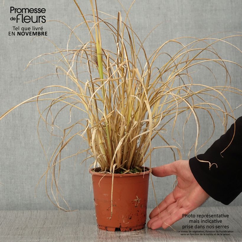 Exemplar von Lampenputzergras National Arboretum - Pennisetum alopecuroïdes Topf mit 1L/1,5L wie im Herbst geliefert