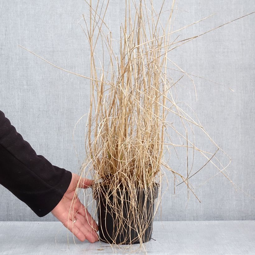 Exemplar von Lampenputzergras National Arboretum - Pennisetum alopecuroïdes Topf mit 3L/4L wie im Frühjahr geliefert