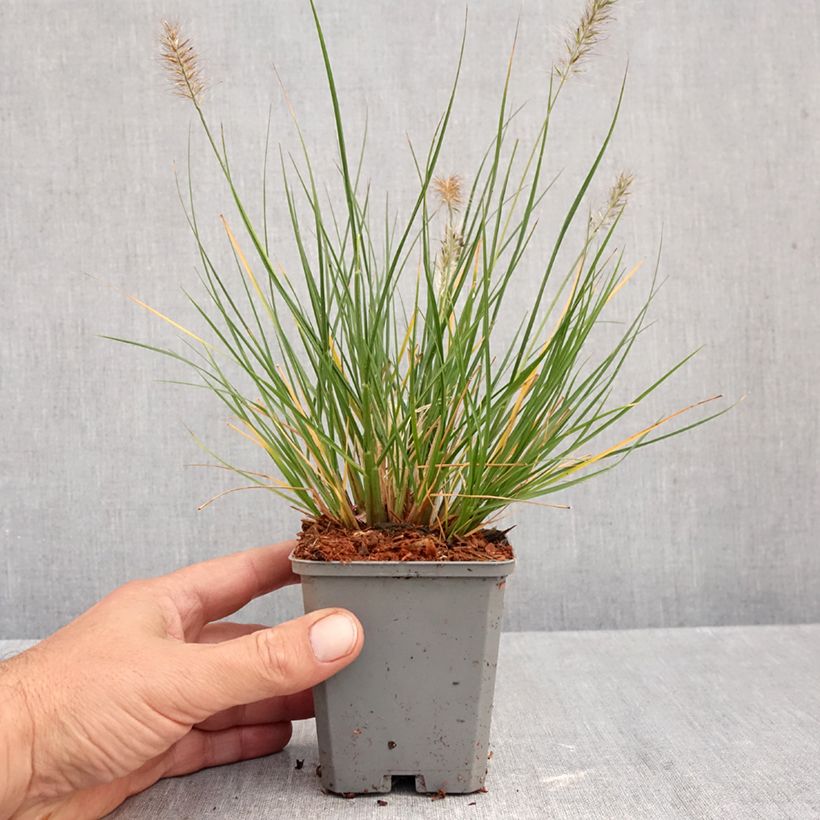 Exemplar von Lampenputzergras Piglet - Pennisetum alopecuroïdes Kleine Töpfe von 8/9 cm wie im Herbst geliefert