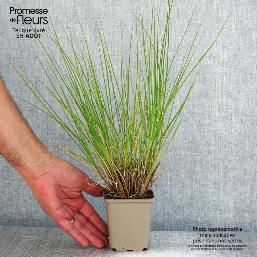 Exemplar von Lampenputzergras Piglet - Pennisetum alopecuroïdes Kleine Töpfe von 8/9 cm wie im Sommer geliefert