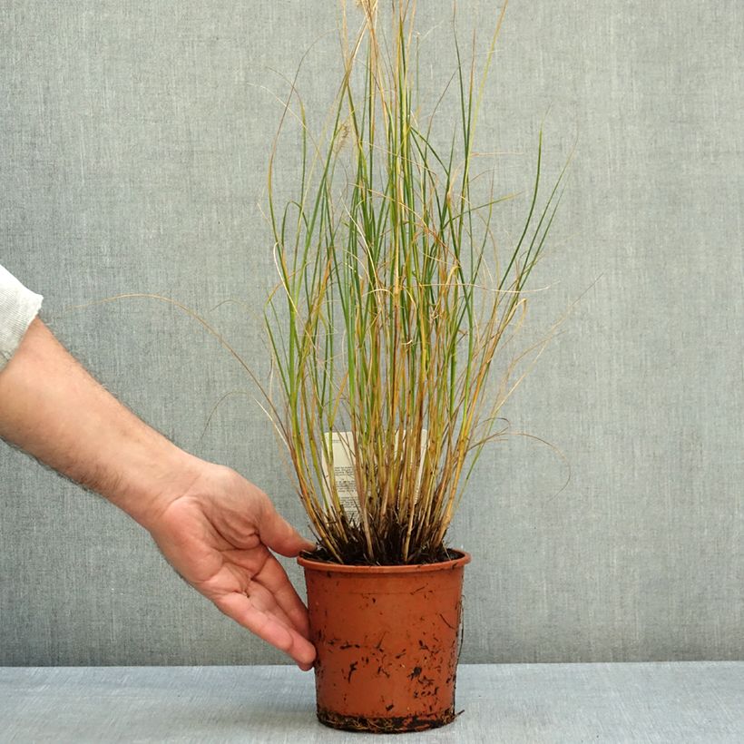 Exemplar von Lampenputzergras Piglet - Pennisetum alopecuroïdes Topf mit 1L/1,5L wie im Herbst geliefert
