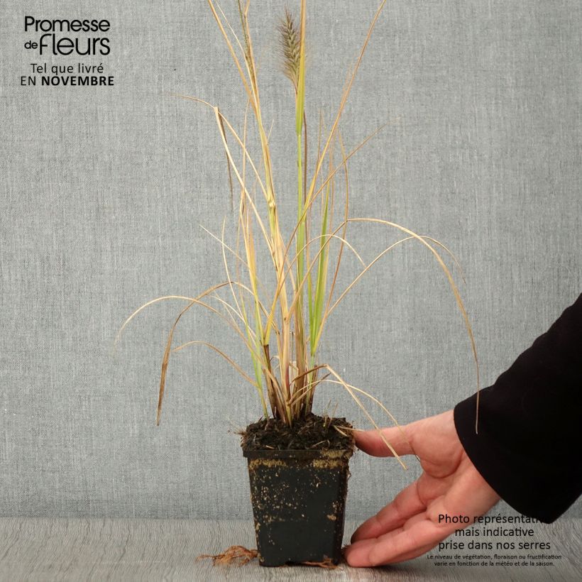 Exemplar von Lampenputzergras Red Head - Pennisetum alopecuroïdes Kleine Töpfe von 8/9 cm wie im Herbst geliefert