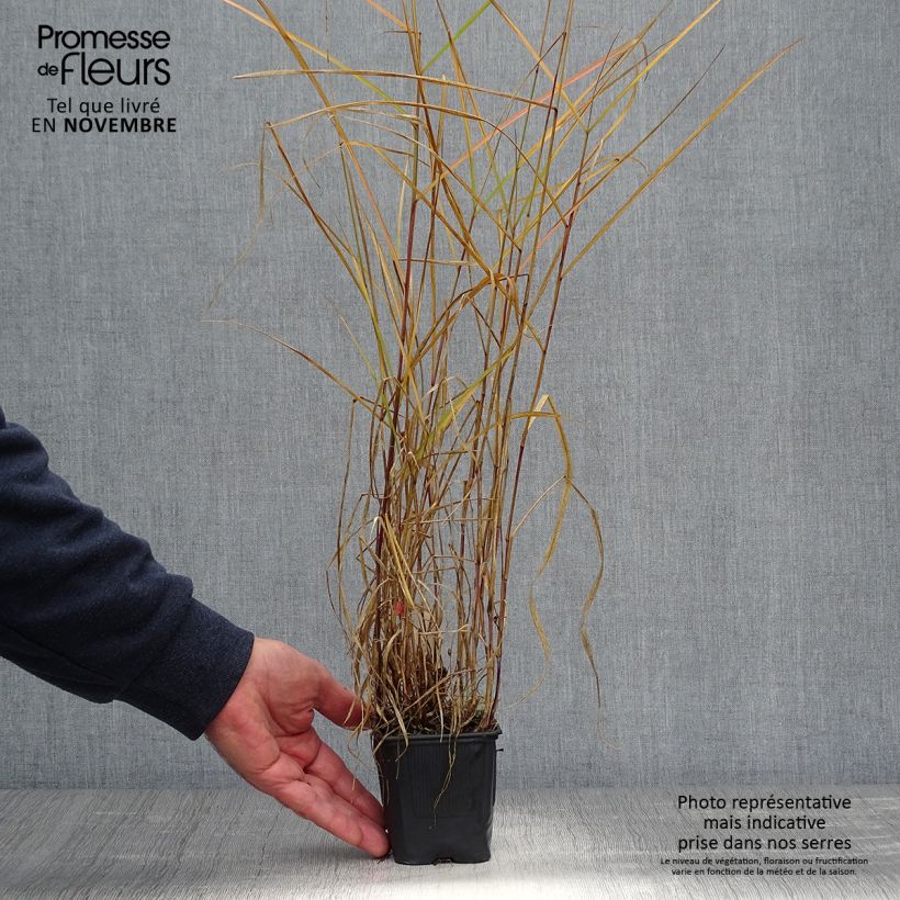 Exemplar von Lampenputzergras - Pennisetum incomptum Kleine Töpfe von 8/9 cm wie im Herbst geliefert