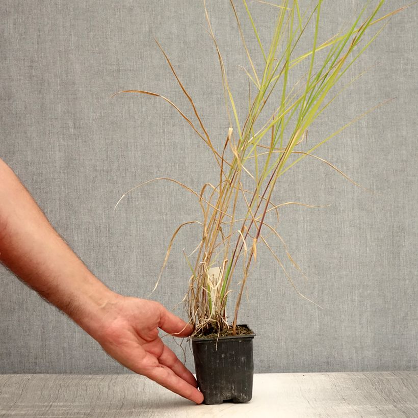 Exemplar von Lampenputzergras - Pennisetum incomptum Kleine Töpfe von 8/9 cm wie im Sommer geliefert