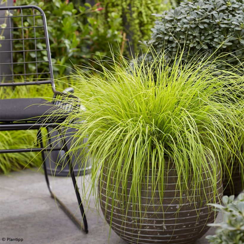 Lampenputzergras Lumen Gold - Pennisetum alopecuroides (Hafen)