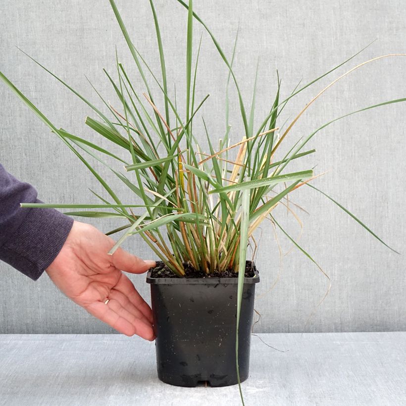Exemplar von Afrikanisches Lampenputzergras White Lancer - Pennisetum macrourum Topf mit 1,5L/2L wie im Frühjahr geliefert