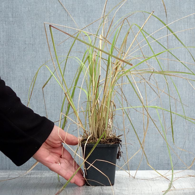 Exemplar von Lampenputzergras Red Bunny Tail - Pennisetum massaicum Kleine Töpfe von 8/9 cm wie im Herbst geliefert