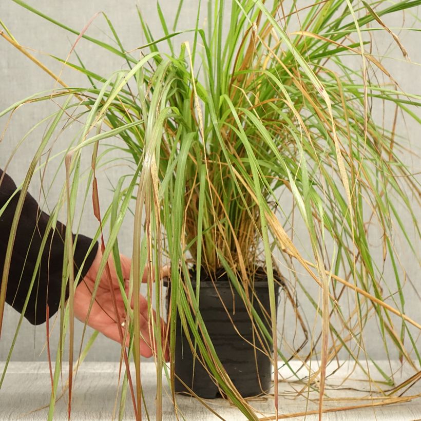 Exemplar von Lampenputzergras Red Bunny Tail - Pennisetum massaicum Topf mit 2L/3L wie im Herbst geliefert
