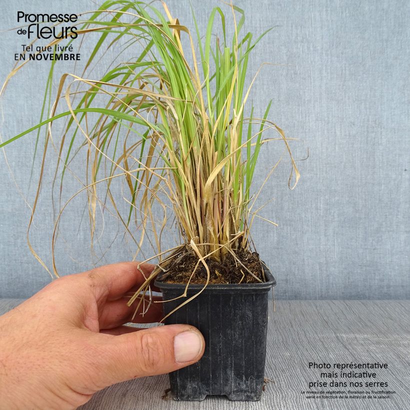 Exemplar von Lampenputzergras Red Button - Pennisetum massaicum Kleine Töpfe von 8/9 cm wie im Herbst geliefert