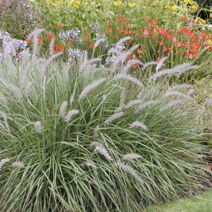 Orientalisches Lampenputzergras - Pennisetum orientale (Hafen)