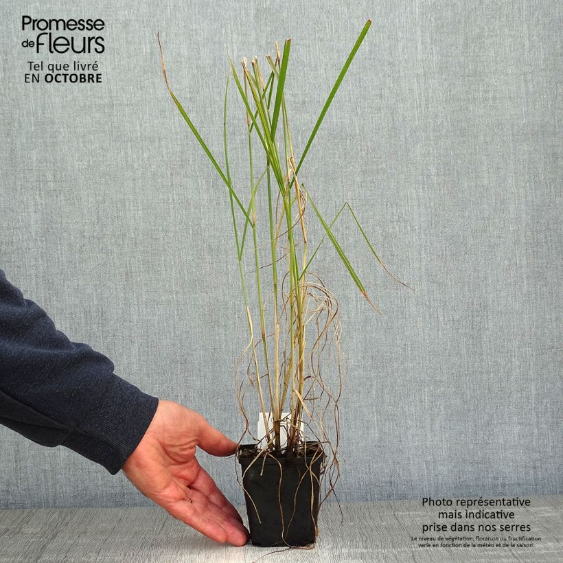 Exemplar von Orientalisches Lampenputzergras Fairy Tails - Pennisetum orientale Kleine Töpfe von 8/9 cm wie im Herbst geliefert