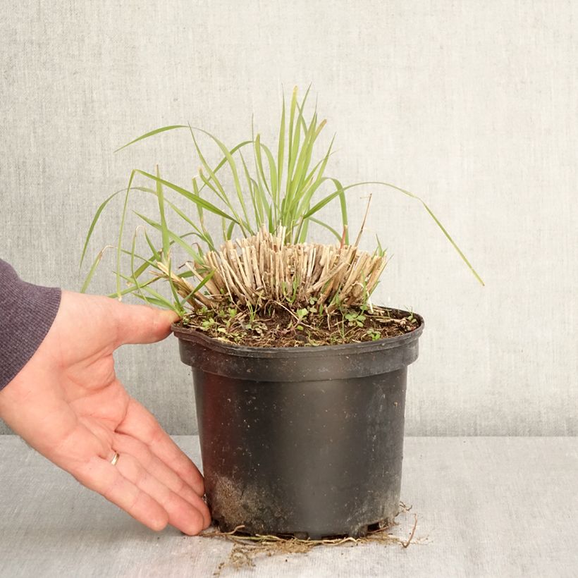 Exemplar von Orientalisches Lampenputzergras Fairy Tails - Pennisetum orientale Topf mit 2L/3L wie im Frühjahr geliefert