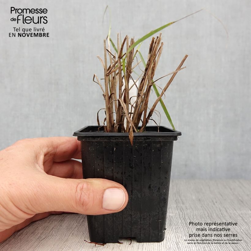 Exemplar von Orientalisches Lampenputzergras JS Dance With Me - Pennisetum orientale Kleine Töpfe von 8/9 cm wie im Herbst geliefert