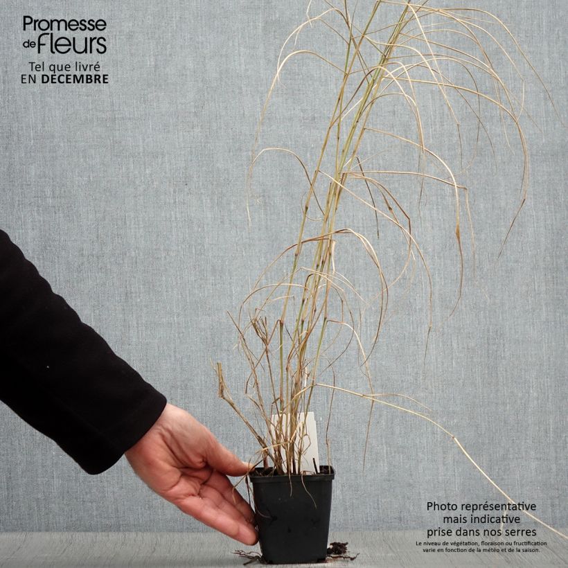 Exemplar von Orientalisches Lampenputzergras Karley Rose - Pennisetum orientale Kleine Töpfe von 8/9 cm wie im Herbst geliefert