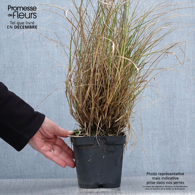 Exemplar von Orientalisches Lampenputzergras Tall Tails - Pennisetum orientale Topf mit 2L/3L wie im Herbst geliefert