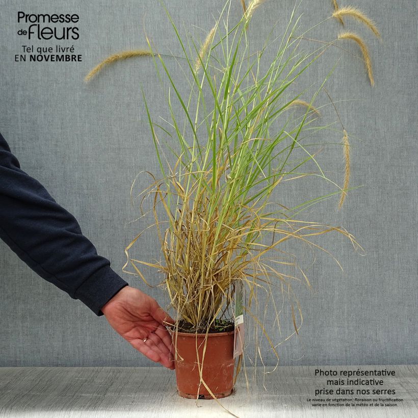 Exemplar von Federborstengras Skyrocket - Pennisetum advena Topf mit 1L/1,5L wie im Herbst geliefert