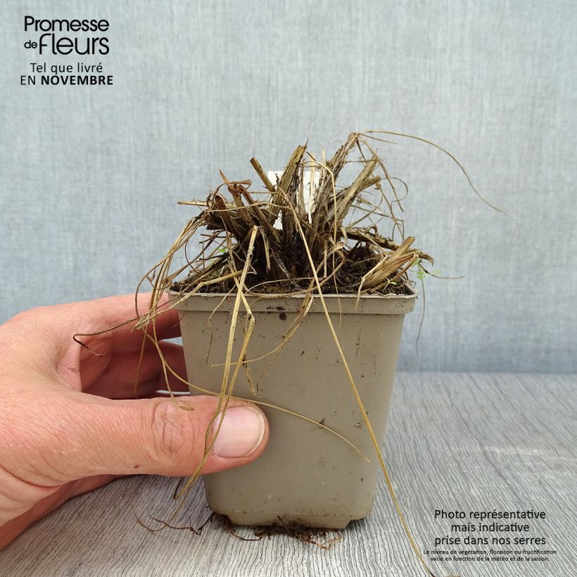 Exemplar von Thunbergs Lampenputzergras - Pennisetum thunbergii Kleine Töpfe von 8/9 cm wie im Herbst geliefert