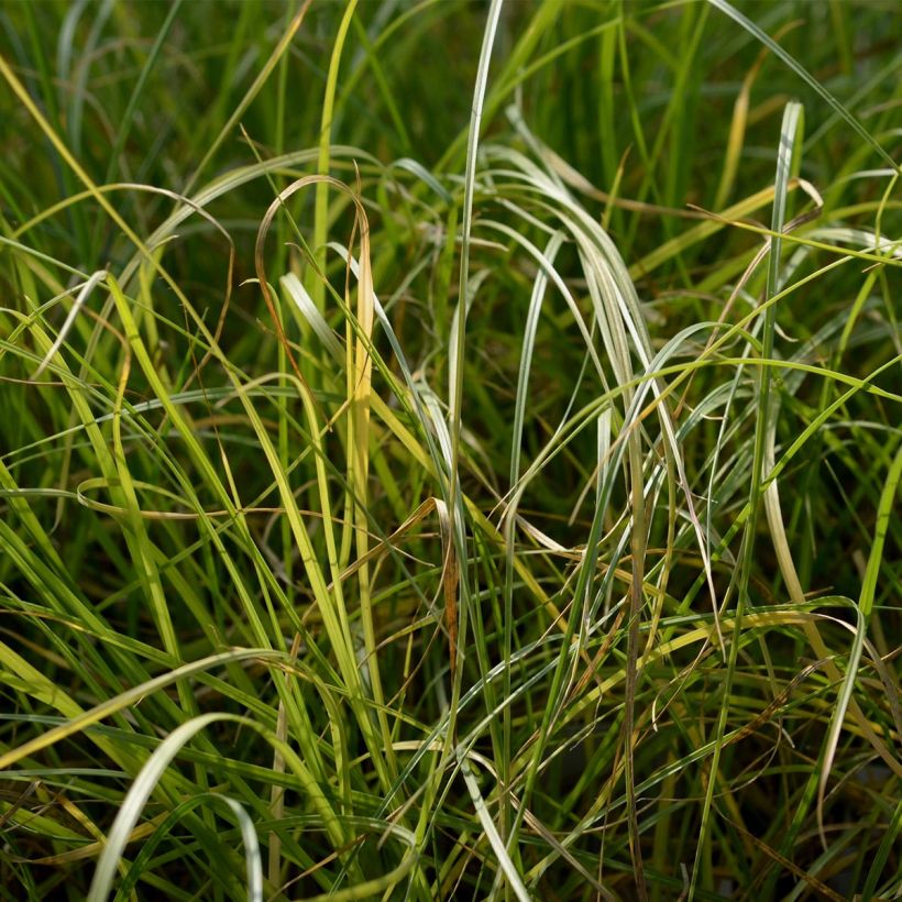Federborstengras - Pennisetum villosum (Laub)