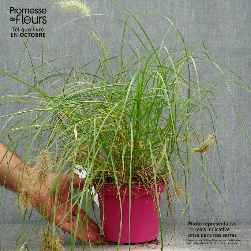 Exemplar von Federborstengras - Pennisetum villosum Topf mit 2L/3L wie im Herbst geliefert