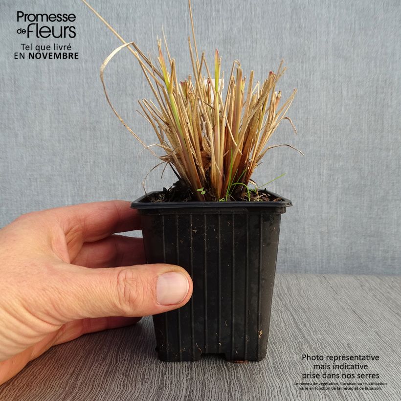 Exemplar von Pennisetum Windy Simonette - Federborstengras Kleine Töpfe von 8/9 cm wie im Herbst geliefert