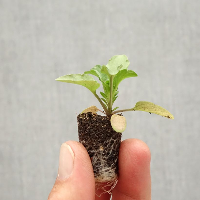 Exemplar von Stiefmütterchen Matrix F1 Rose Blotch Mini-Plug Ø 1,5/2,5 cm wie im Herbst geliefert