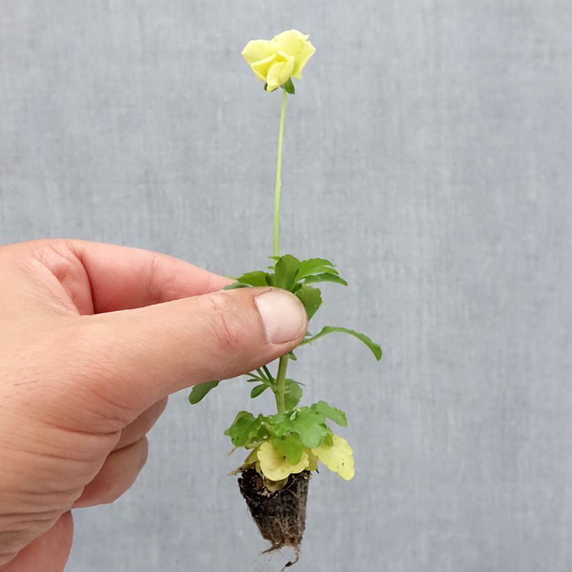 Exemplar von Stiefmütterchen Cool Wave Lemon Mini-Plug: Plug 2,2 cm x 2 cm in Anzuchtplatte à 35 Stück wie im Herbst geliefert