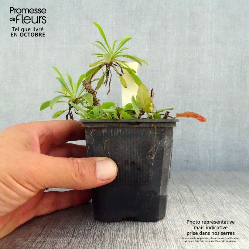 Exemplar von Penstemon barbatus Coccineus - Bartfaden Kleine Töpfe von 8/9 cm wie im Herbst geliefert