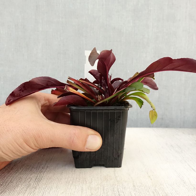 Exemplar von Penstemon digitalis Dakota Burgundy - Fingerhutförmiger Bartfaden Kleine Töpfe von 8/9 cm wie im Herbst geliefert