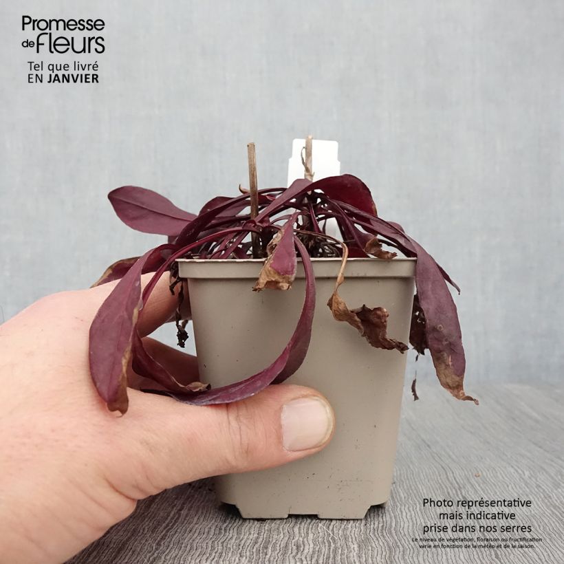 Exemplar von Penstemon digitalis Dakota Burgundy - Fingerhutförmiger Bartfaden Kleine Töpfe von 8/9 cm wie im Winter geliefert