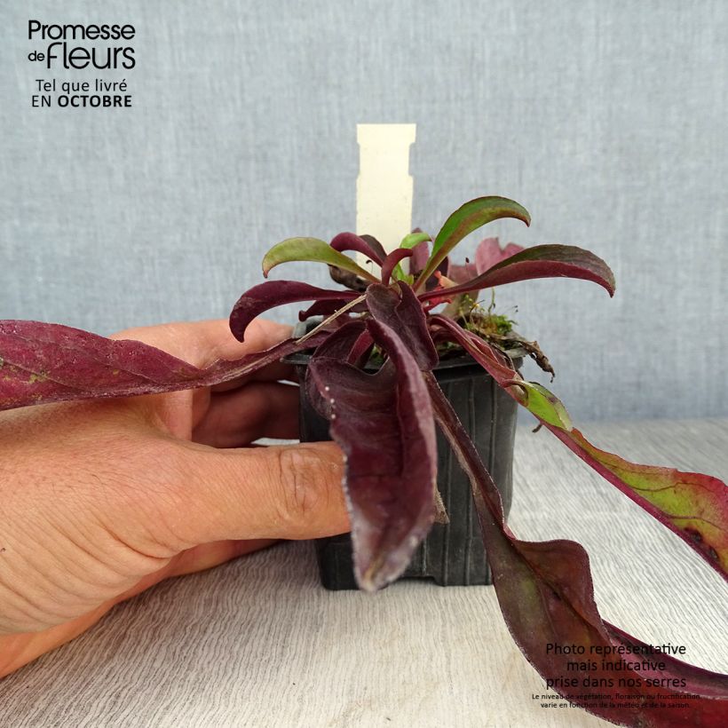 Exemplar von Penstemon digitalis Dakota Verde - Fingerhutförmiger Bartfaden Kleine Töpfe von 8/9 cm wie im Herbst geliefert