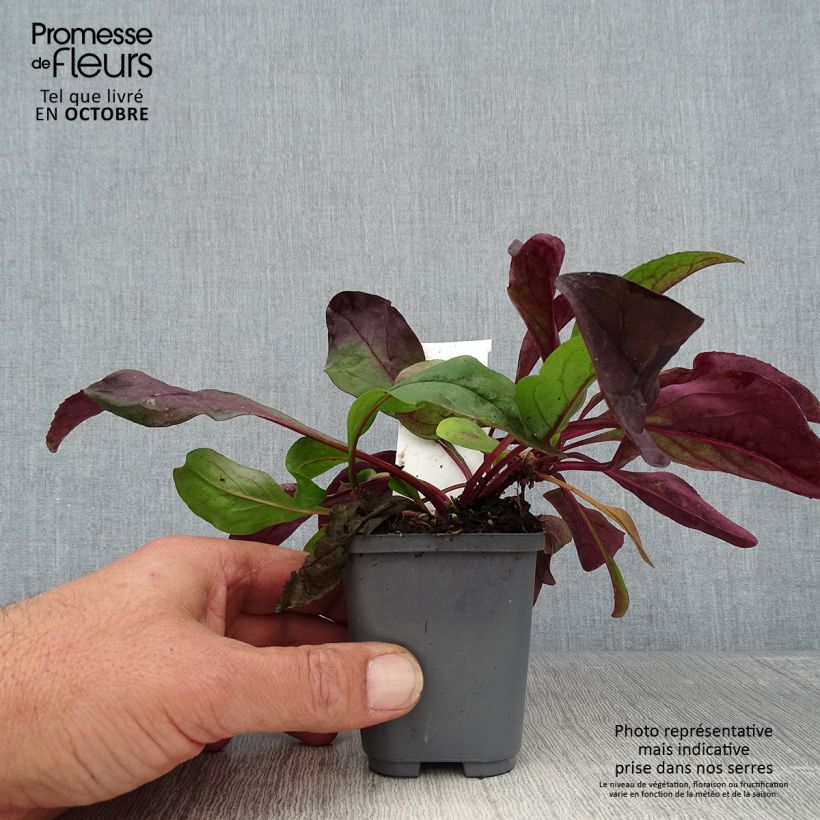 Exemplar von Penstemon digitalis Dark Towers - Fingerhutförmiger Bartfaden Kleine Töpfe von 8/9 cm wie im Herbst geliefert