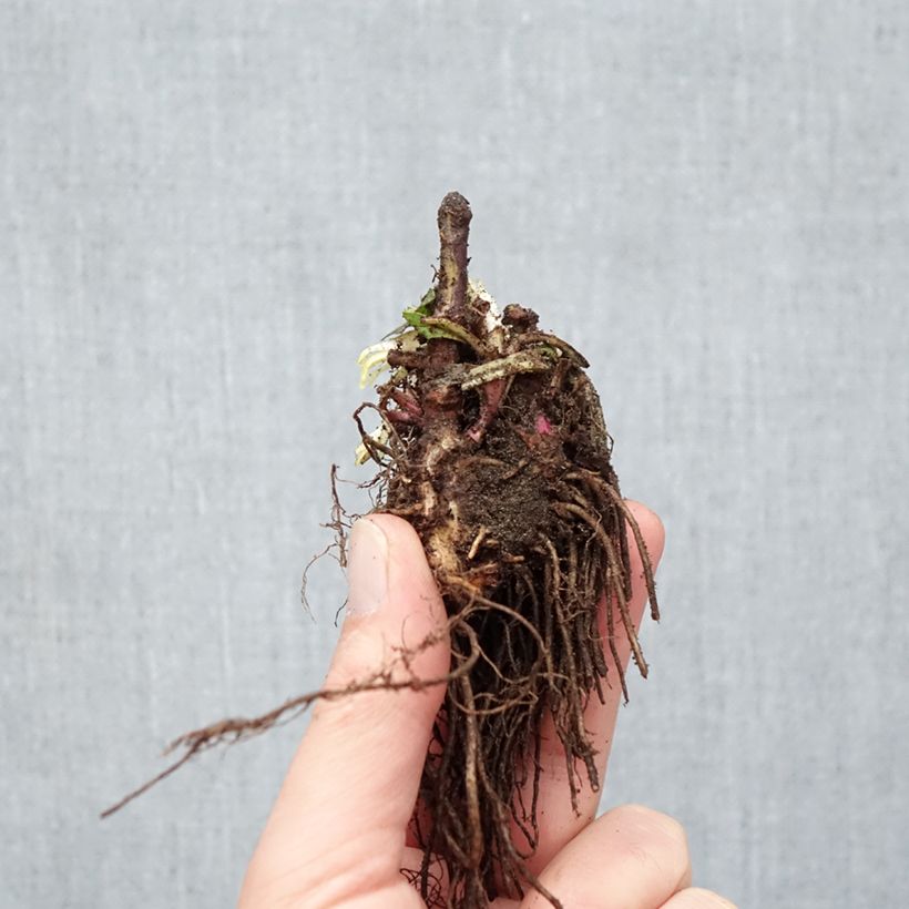 Exemplar von Penstemon digitalis Dark Towers - Fingerhutförmiger Bartfaden Wurzelnackt wie im Winter geliefert