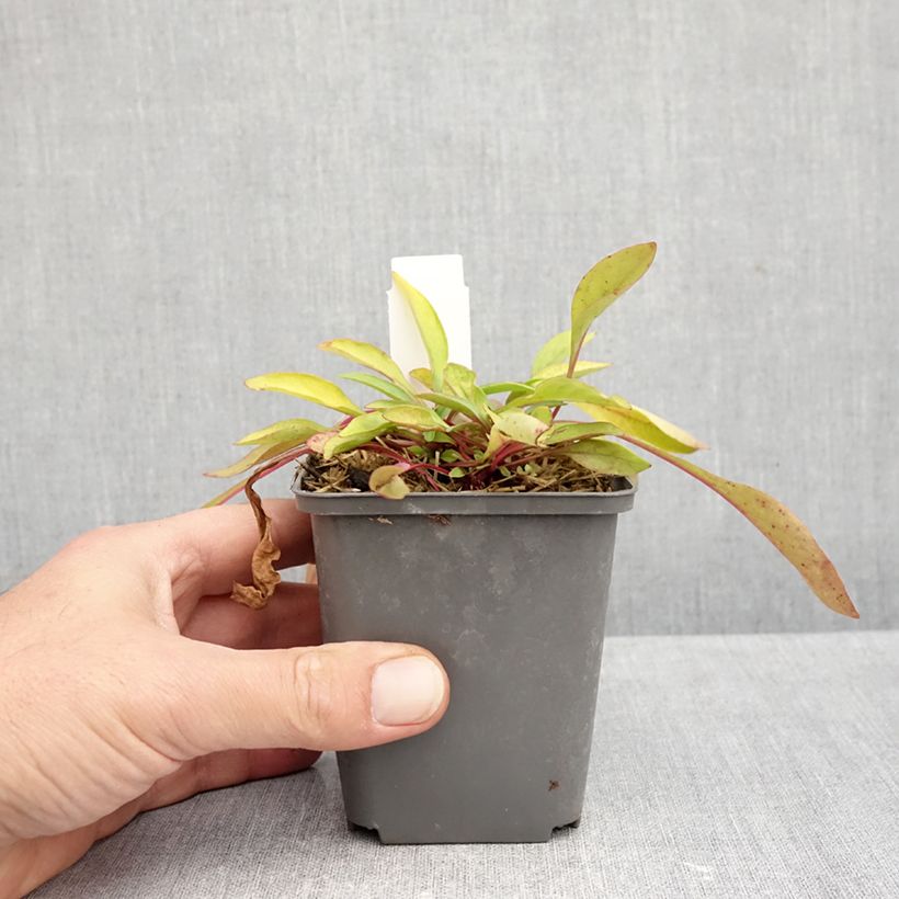 Exemplar von Penstemon digitalis Goldfinger - Fingerhutförmiger Bartfaden Kleine Töpfe von 7/8 cm wie im Herbst geliefert