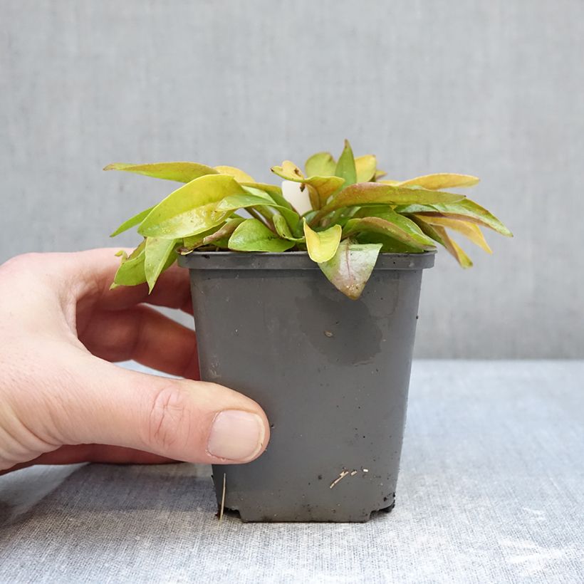 Exemplar von Penstemon digitalis Goldfinger - Fingerhutförmiger Bartfaden Kleine Töpfe von 7/8 cm wie im Winter geliefert