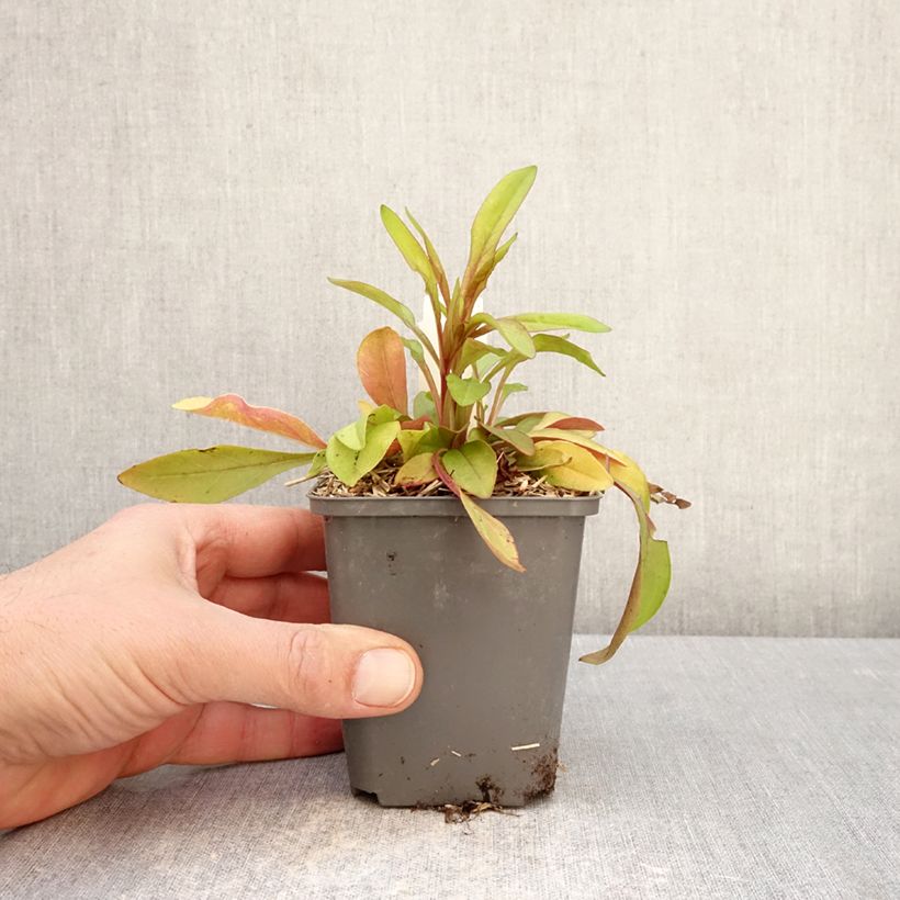 Exemplar von Penstemon digitalis Goldfinger - Fingerhutförmiger Bartfaden Kleine Töpfe von 7/8 cm wie im Frühjahr geliefert