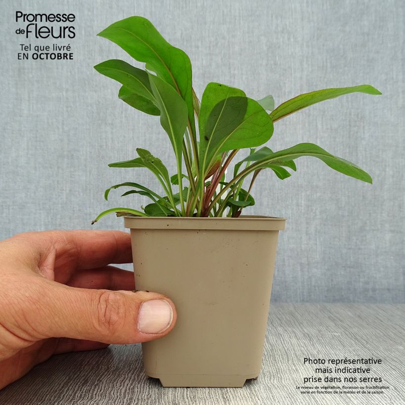 Exemplar von Penstemon digitalis Pocahontas - Fingerhutförmiger Bartfaden Kleine Töpfe von 8/9 cm wie im Herbst geliefert