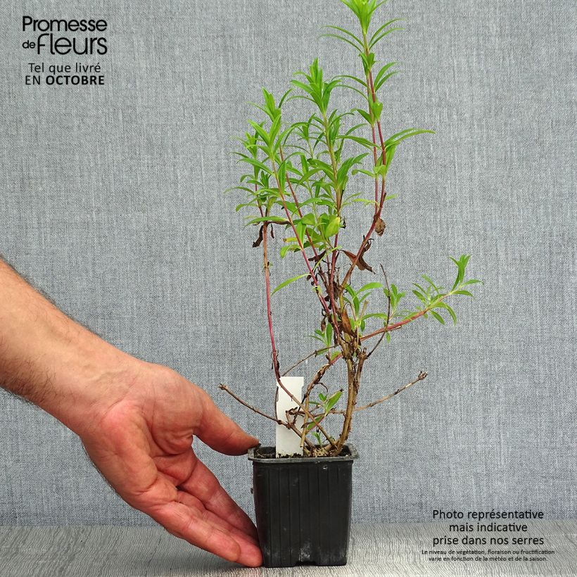 Exemplar von Penstemon Hewell Pink Bedder - Bartfaden Kleine Töpfe von 8/9 cm wie im Herbst geliefert