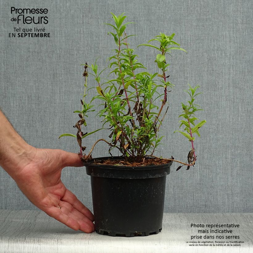 Exemplar von Penstemon Hewell Pink Bedder - Bartfaden Topf mit 2L/3L wie im Herbst geliefert