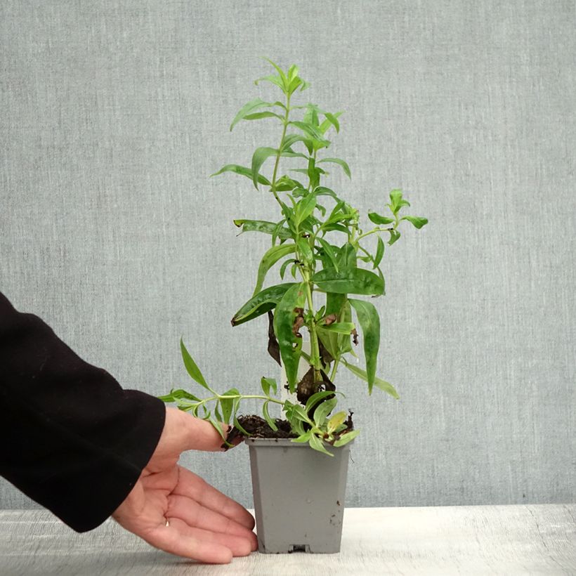 Exemplar von Penstemon Alice Hindley - Bartfaden Kleine Töpfe von 8/9 cm wie im Herbst geliefert