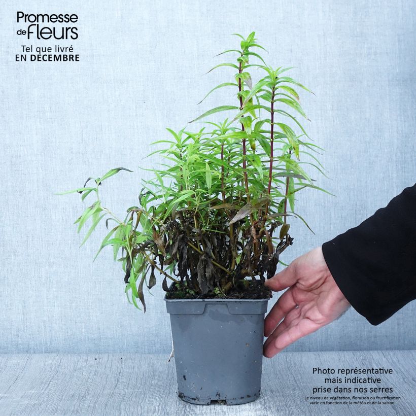 Exemplar von Penstemon Blackbird - Bartfaden Topf mit 2L/3L wie im Herbst geliefert