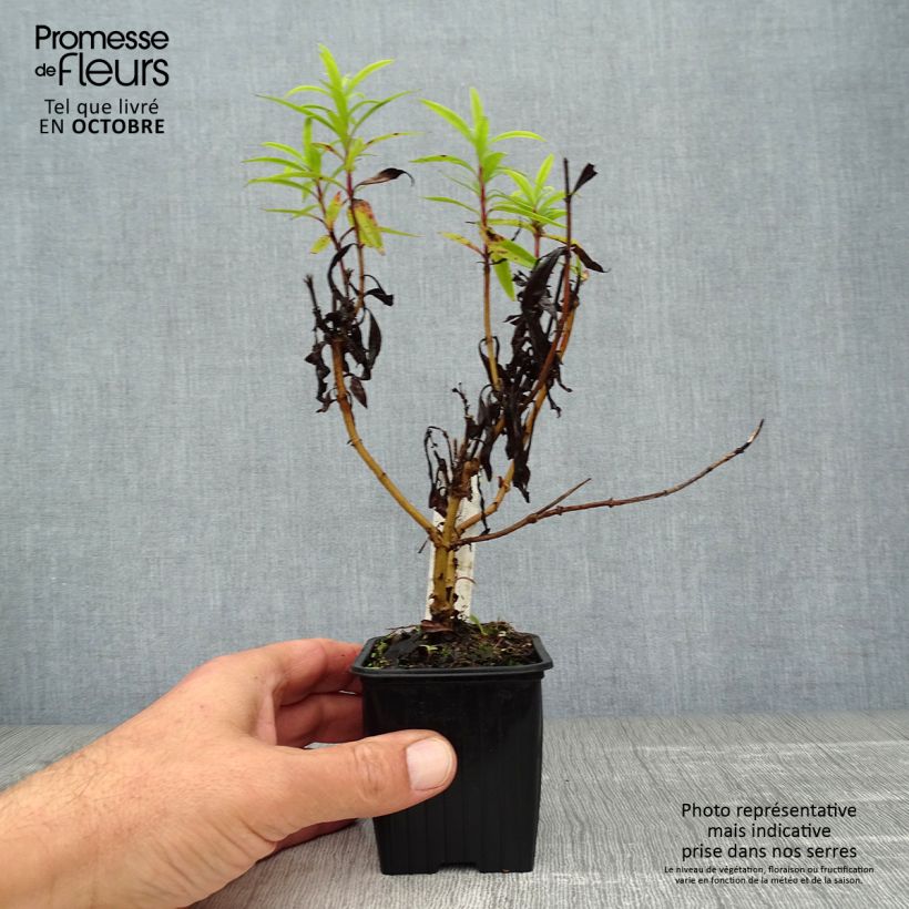 Exemplar von Penstemon Blackbird - Bartfaden Kleine Töpfe von 7/8 cm wie im Herbst geliefert