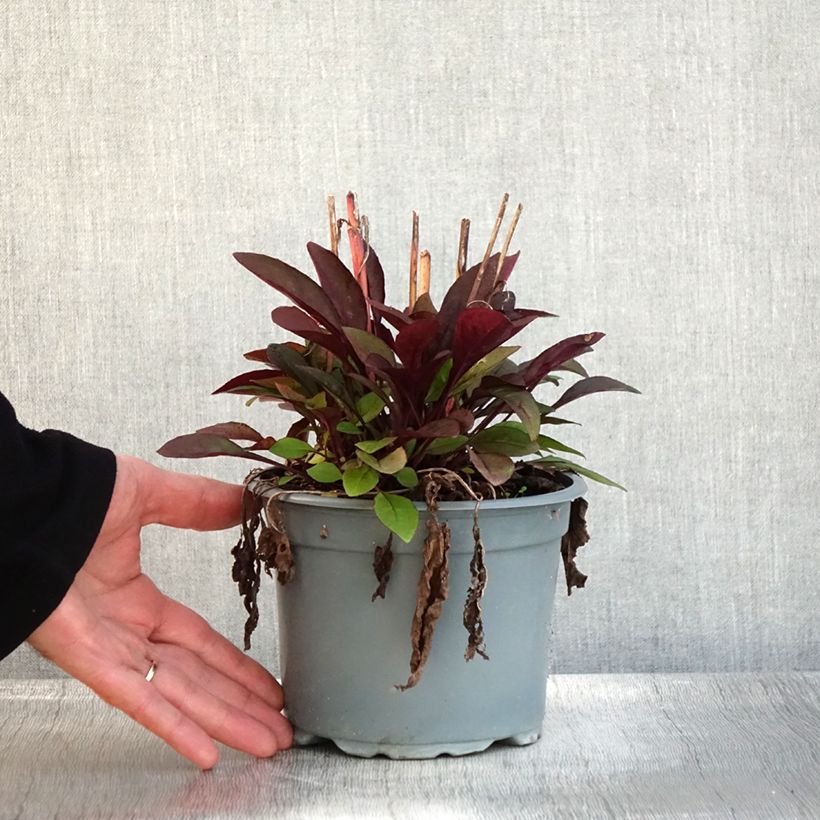 Exemplar von Penstemon digitalis Husker Red - Fingerhutförmiger Bartfaden Topf mit 2L/3L wie im Herbst geliefert
