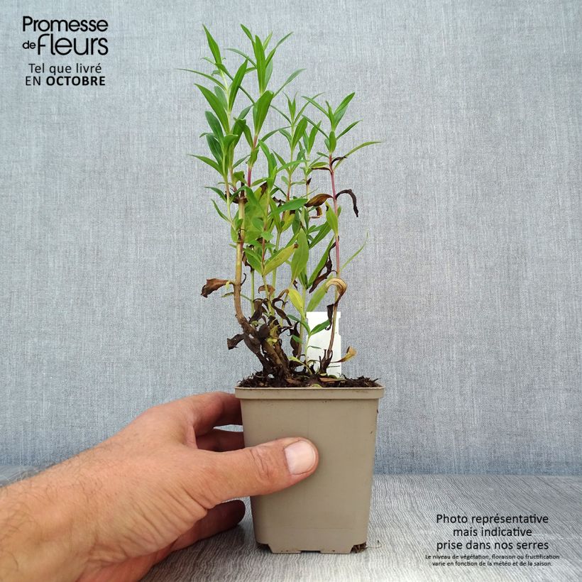 Exemplar von Penstemon Rubicundus - Bartfaden Kleine Töpfe von 8/9 cm wie im Herbst geliefert