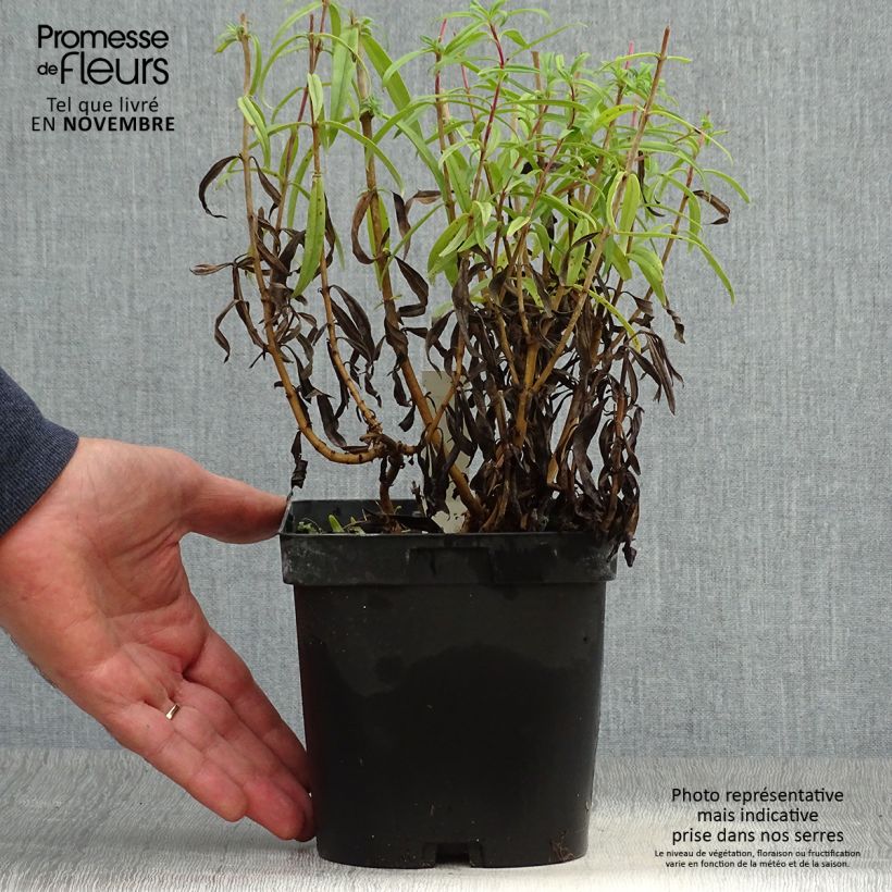 Exemplar von Penstemon Schoenholzeri - Bartfaden Topf mit 2L/3L wie im Herbst geliefert
